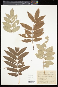 Sorbus americana image