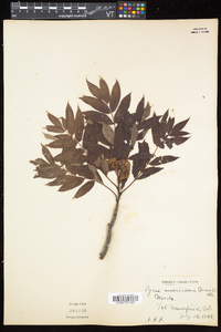 Sorbus americana image