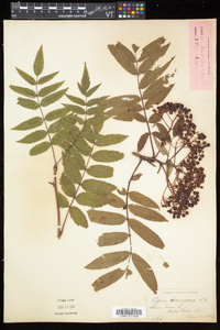 Sorbus americana image