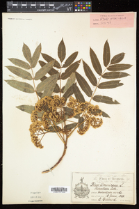 Sorbus americana image