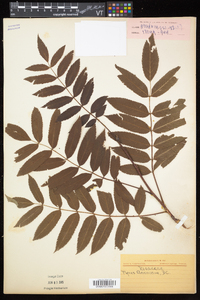 Sorbus americana image