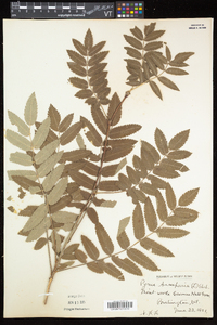 Sorbus aucuparia image