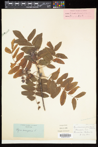 Sorbus aucuparia image