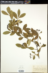 Aronia floribunda image