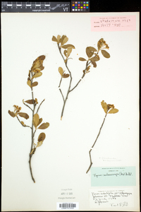 Aronia melanocarpa image