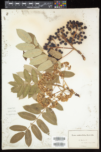 Sorbus sambucifolia image