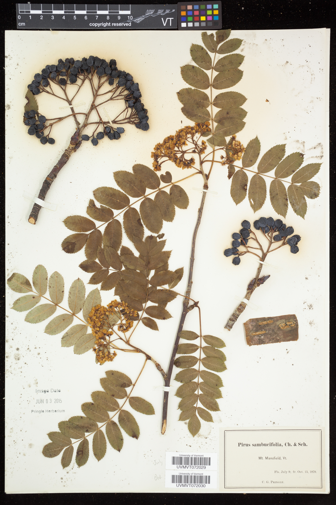 Sorbus sambucifolia image