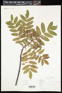 Sorbus decora image