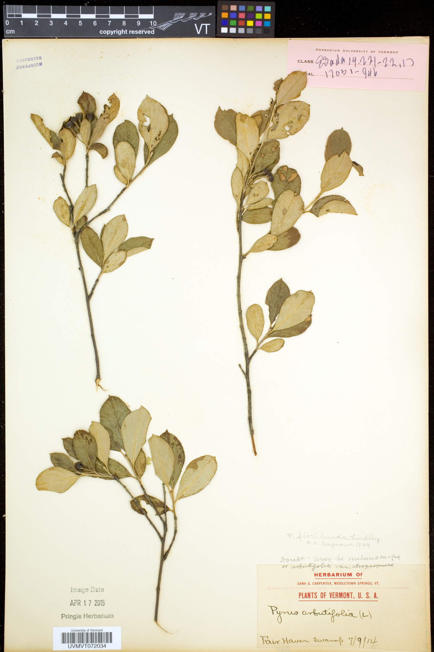 Aronia floribunda image