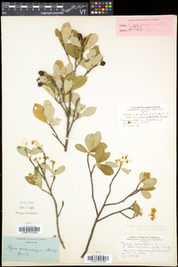 Aronia melanocarpa image