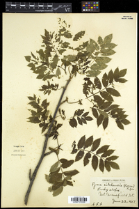 Salix sitchensis image