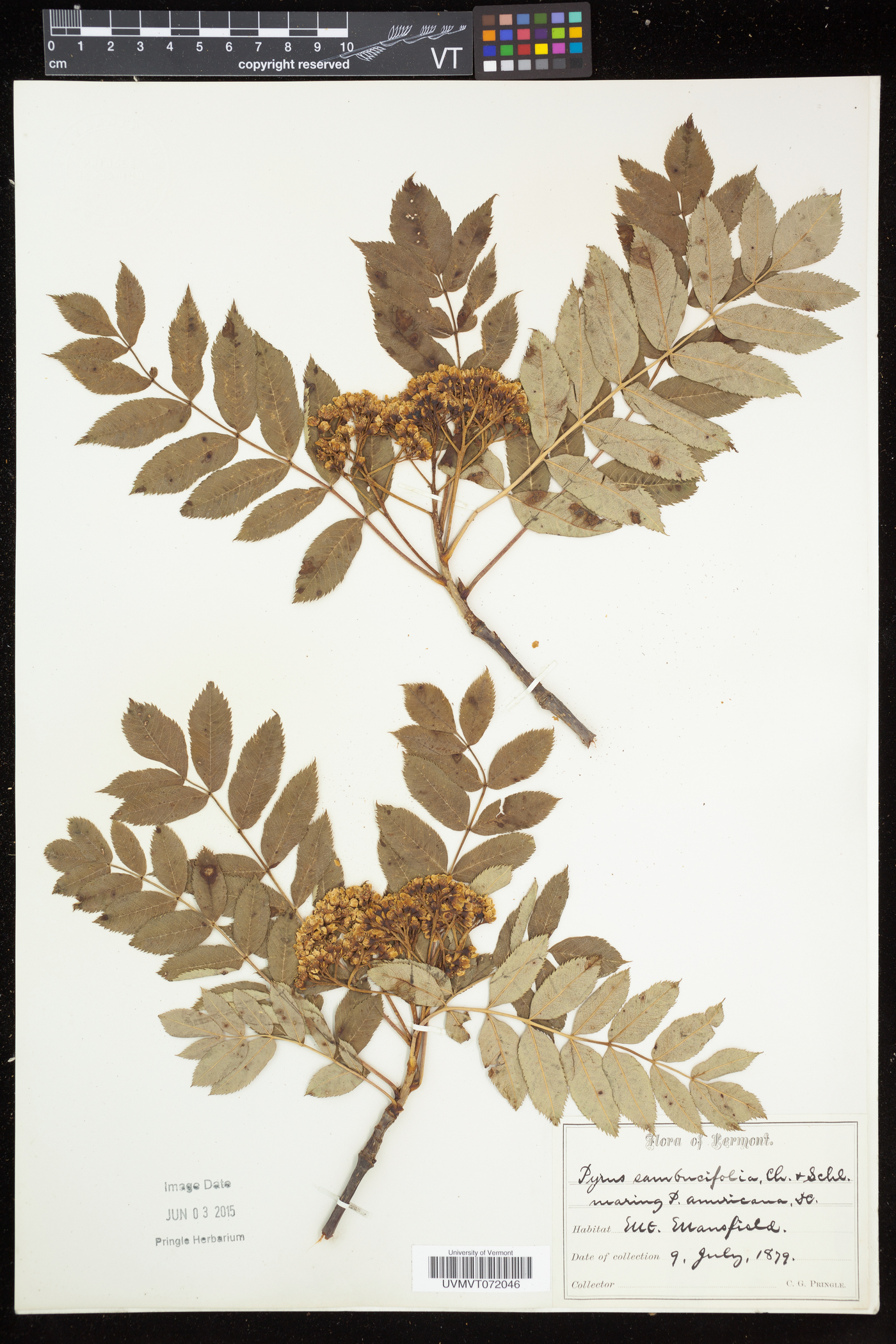 Sorbus sambucifolia image