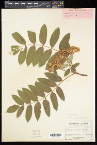 Sorbus decora image