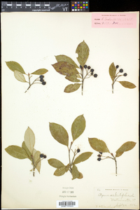 Aronia floribunda image