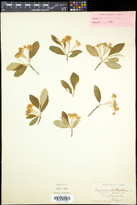 Aronia floribunda image