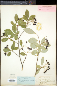 Aronia melanocarpa image