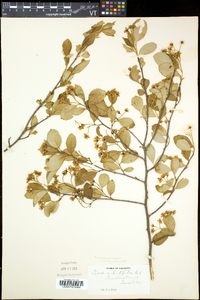 Aronia melanocarpa image