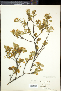 Aronia melanocarpa image