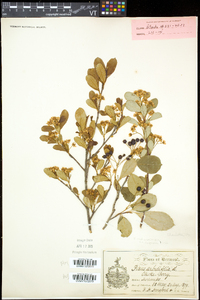 Aronia melanocarpa image