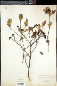 Aronia melanocarpa image