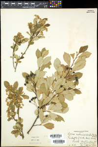 Aronia melanocarpa image