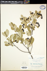 Aronia melanocarpa image