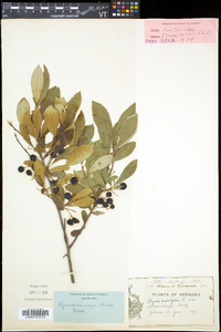 Aronia melanocarpa image