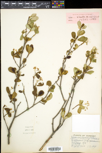 Aronia melanocarpa image