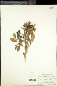 Aronia floribunda image