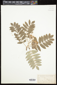 Sorbus aucuparia image