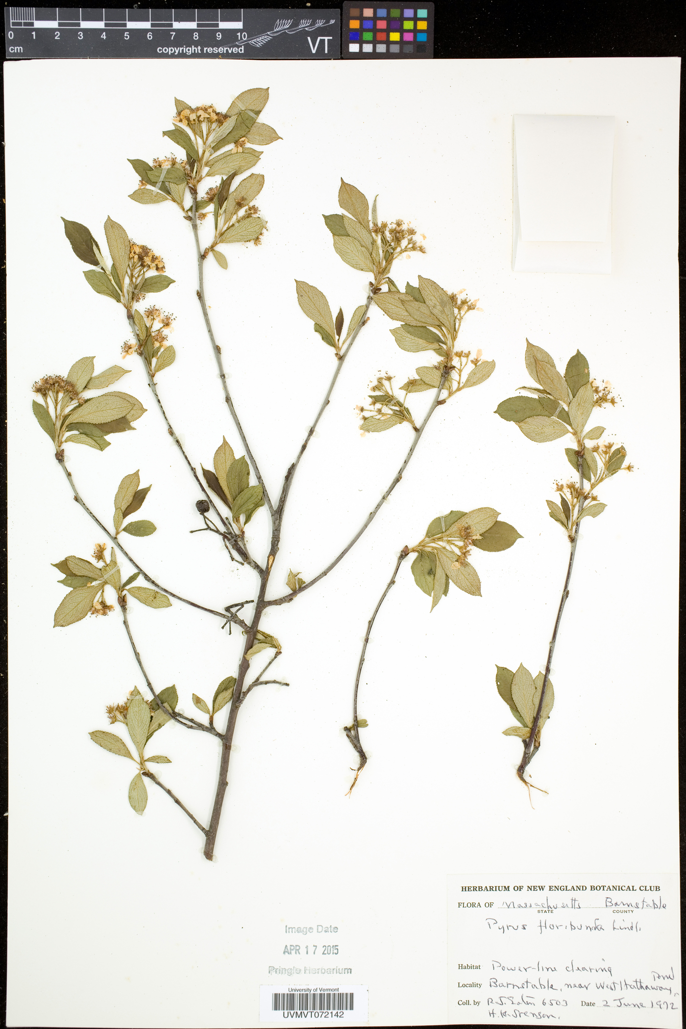 Aronia floribunda image