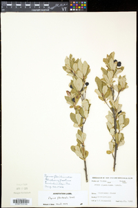 Aronia floribunda image