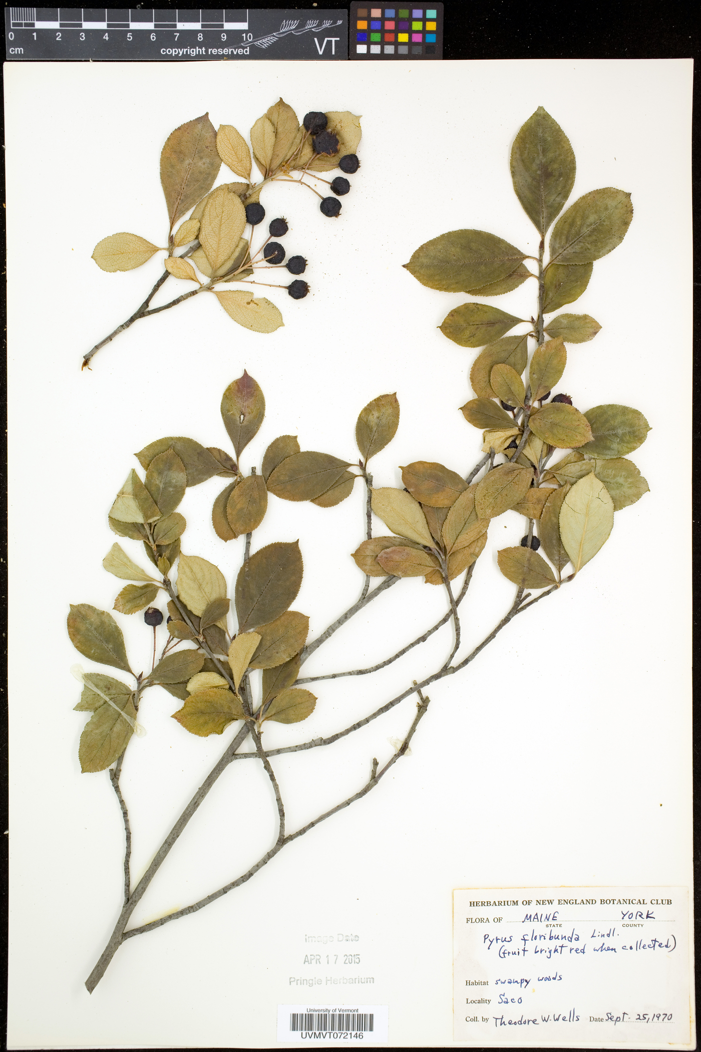 Aronia floribunda image