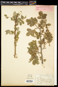 Rosa acicularis subsp. sayi image