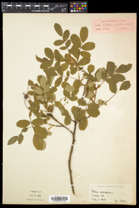 Rosa acicularis subsp. sayi image