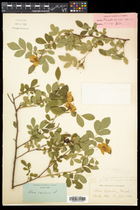 Rosa carolina subsp. carolina image