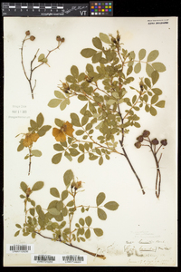 Rosa carolina subsp. carolina image