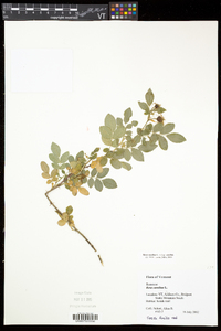 Rosa carolina subsp. carolina image