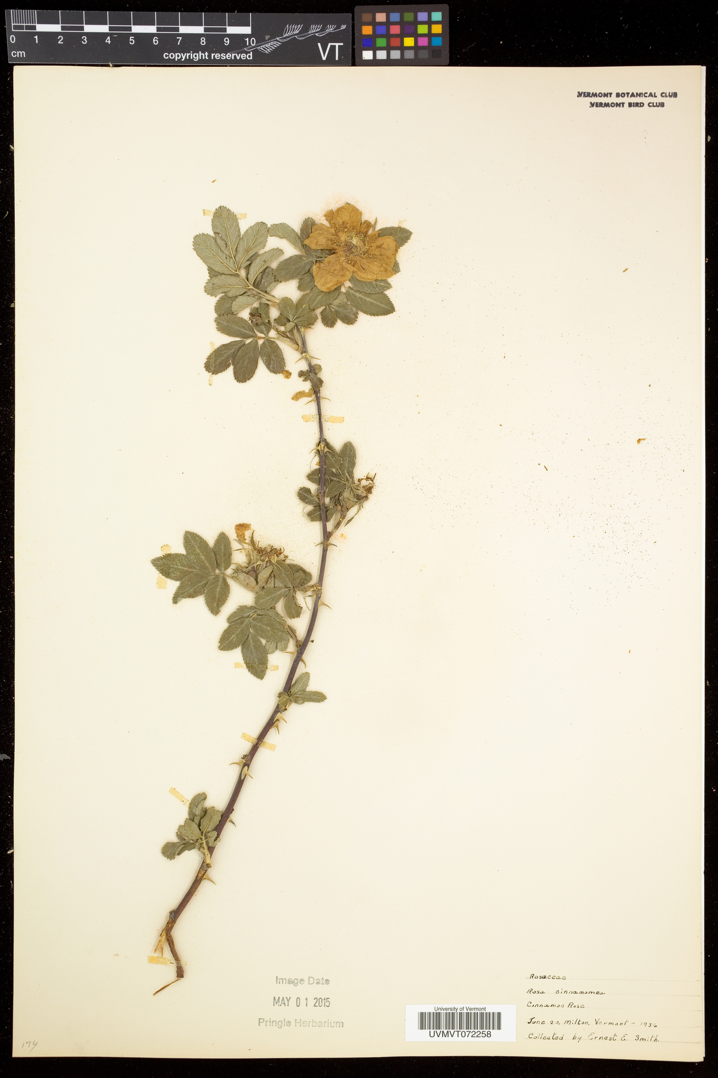 Rosa cinnamomea image