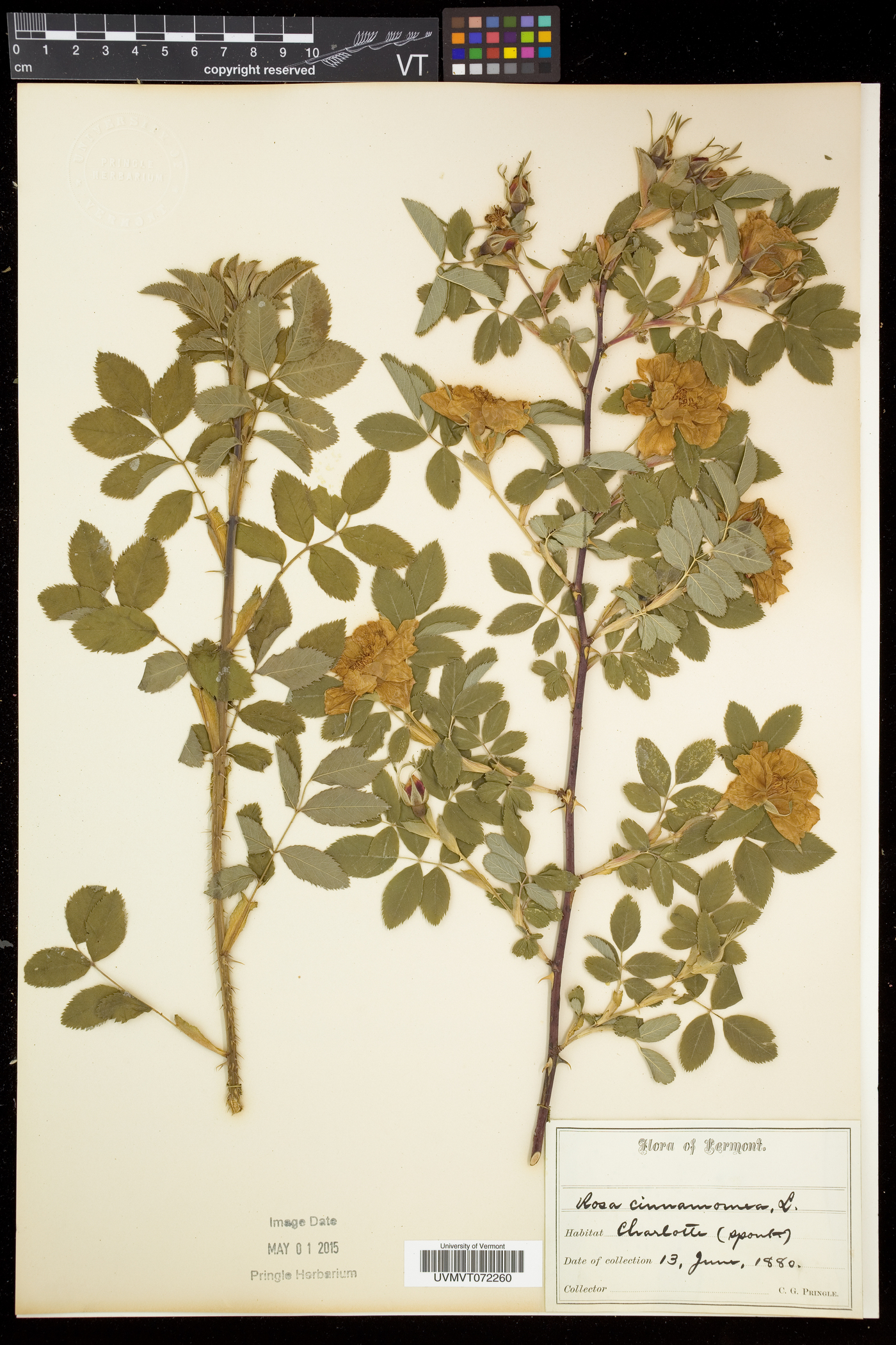 Rosa cinnamomea image