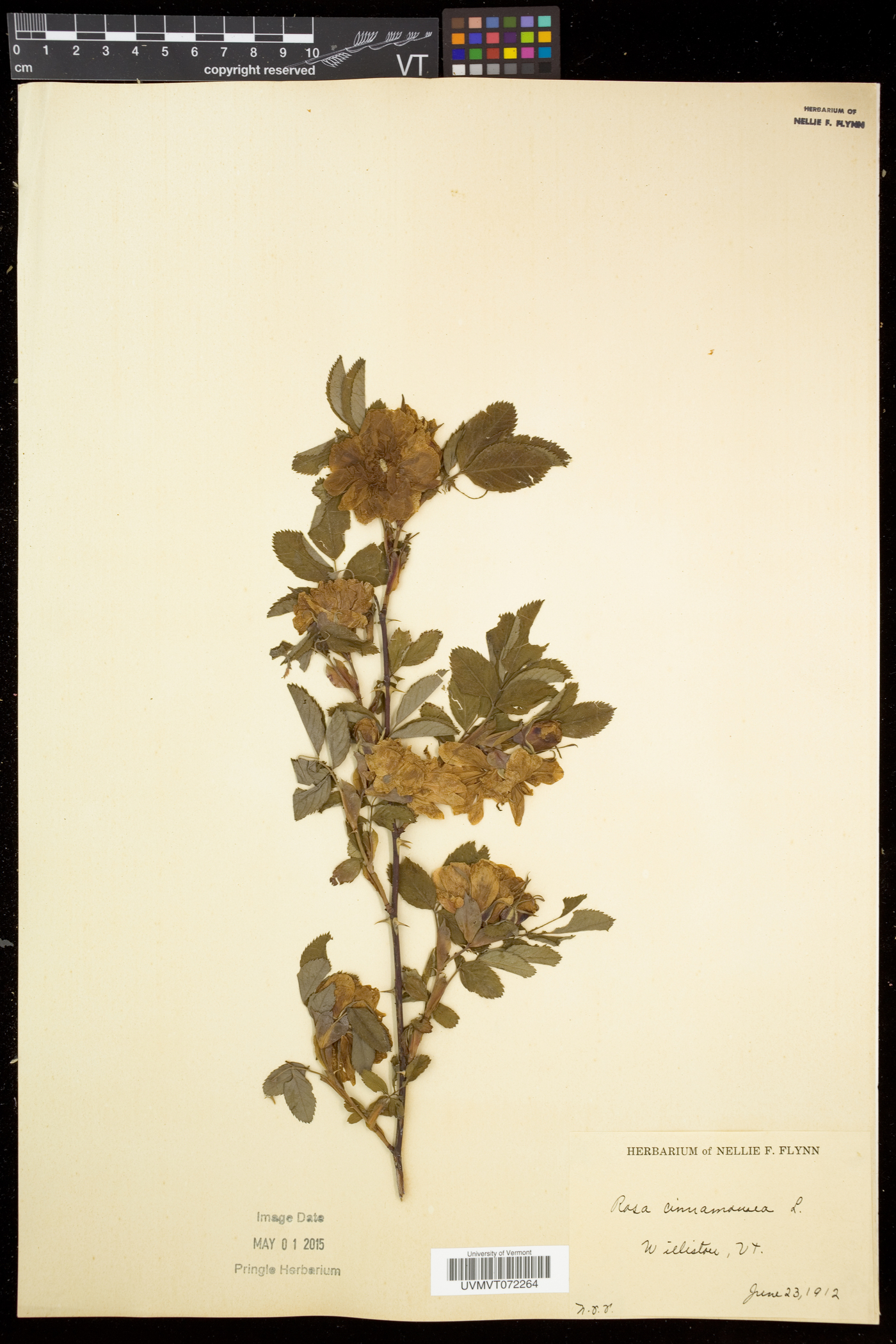 Rosa cinnamomea image