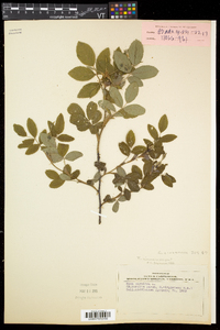 Rosa cinnamomea image