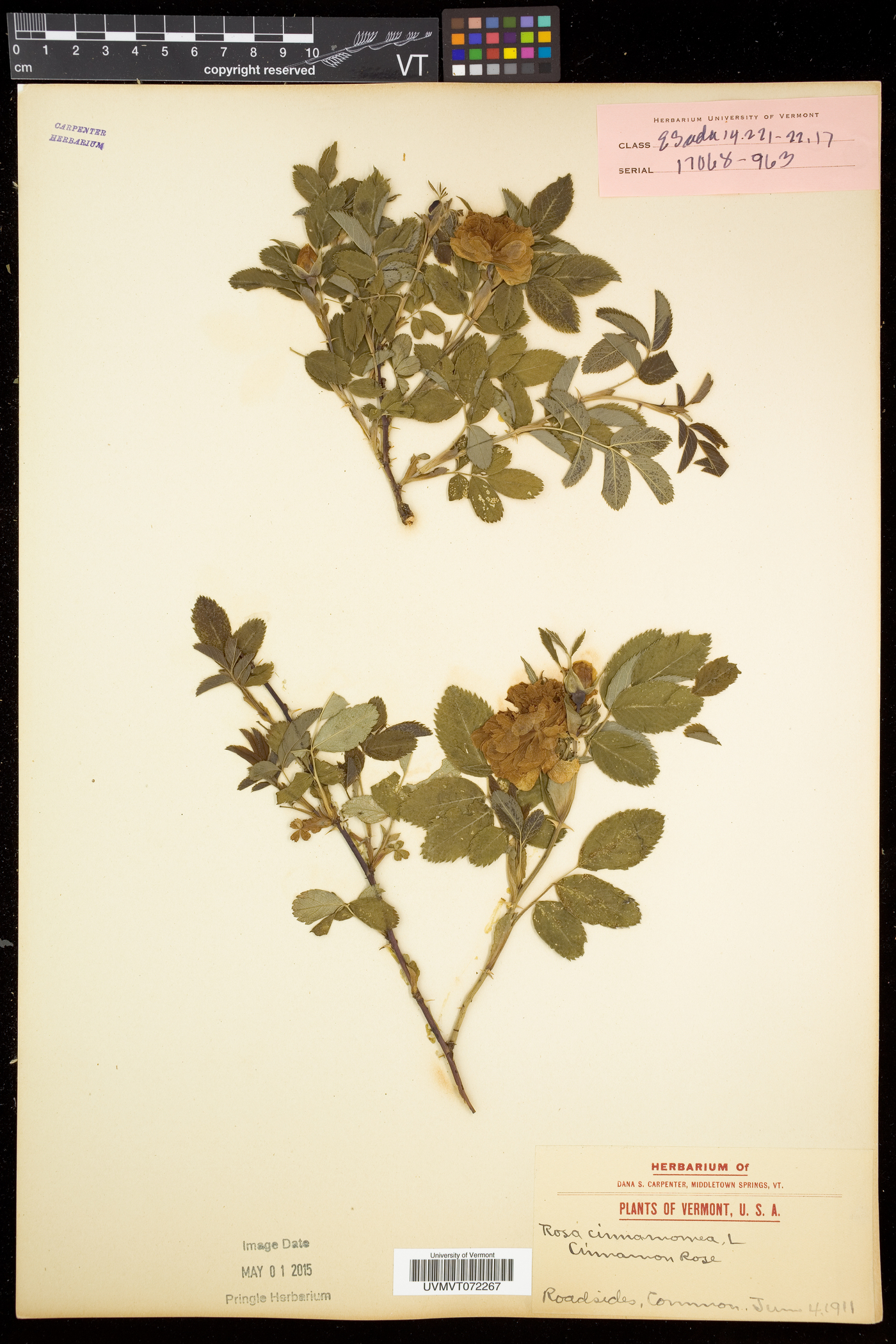 Rosa cinnamomea image