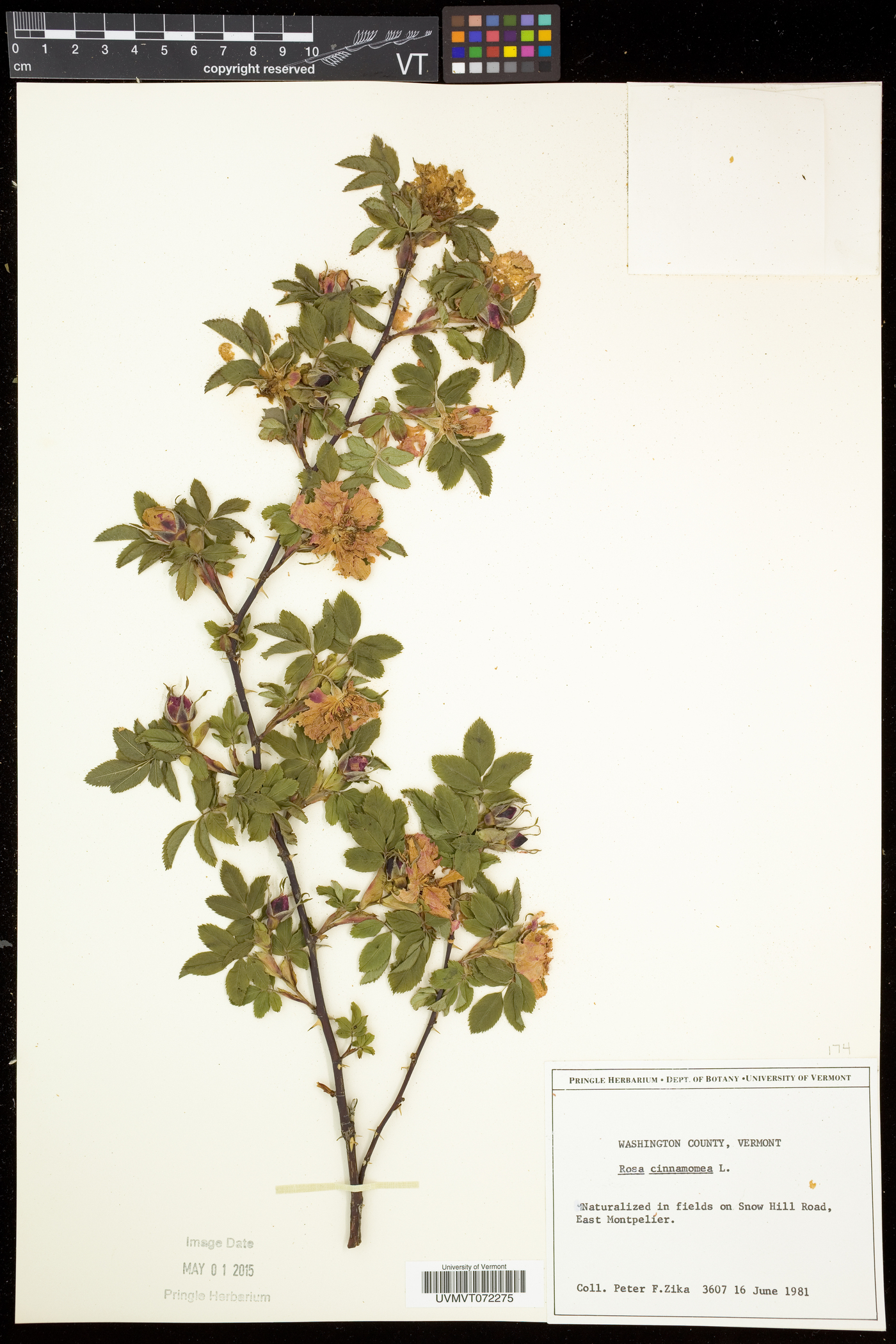 Rosa cinnamomea image