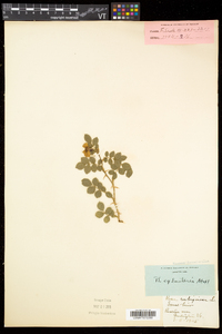 Rosa rubiginosa image