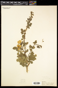 Rosa rubiginosa image