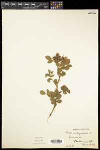 Rosa rubiginosa image