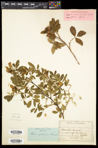 Rosa palustris image