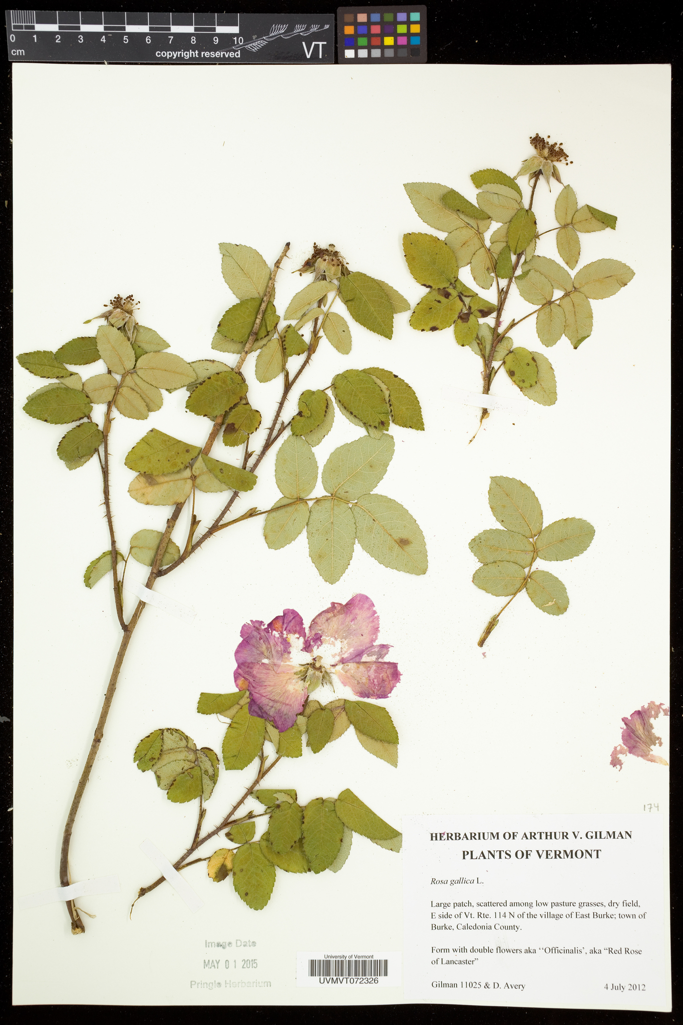 Rosa gallica image