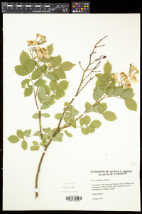 Rosa multiflora image